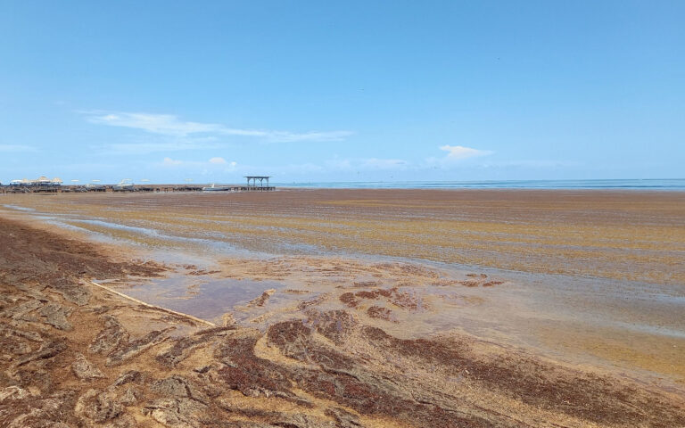 sargassum being called a national emergency