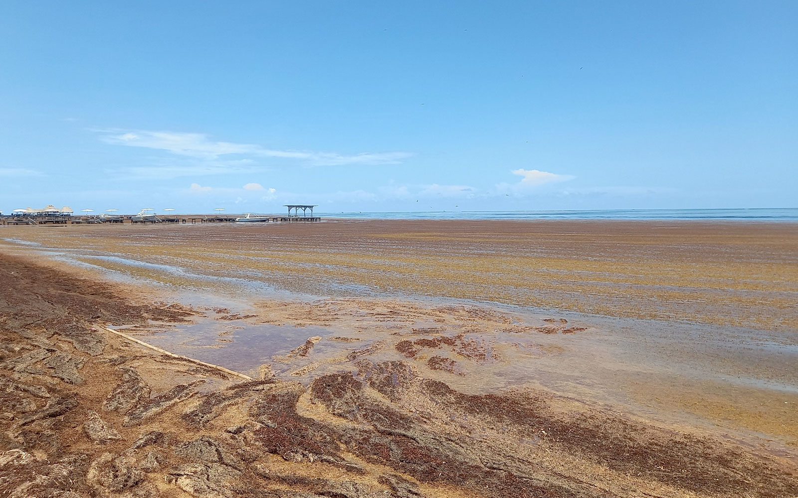 sargassum being called a national emergency
