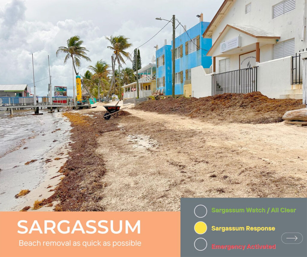 sargassum decreases san pedro
