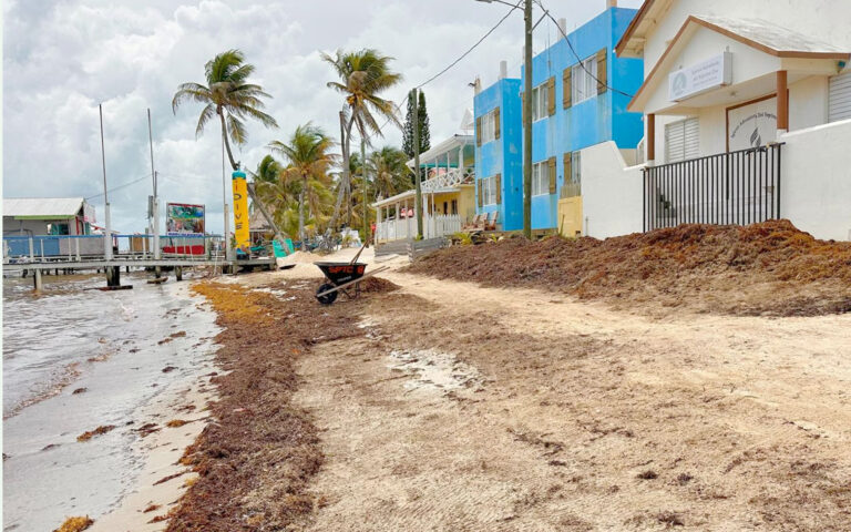 sargassum decreases san pedro