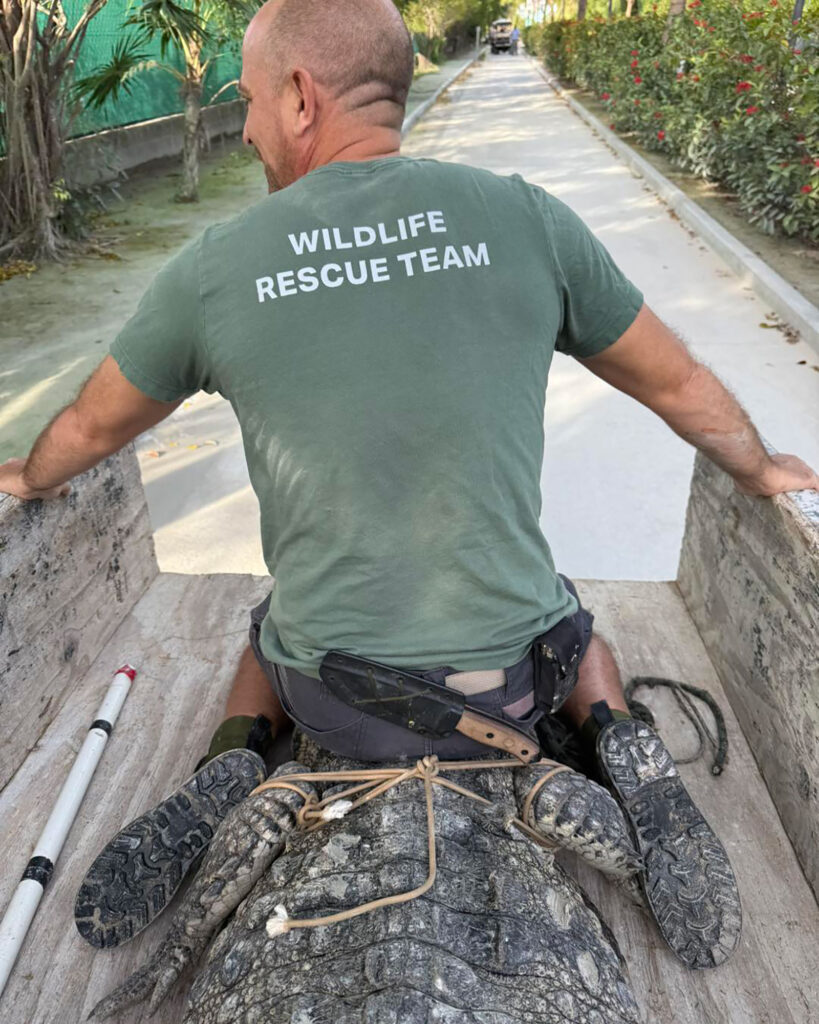 crocodile mahogany bay area