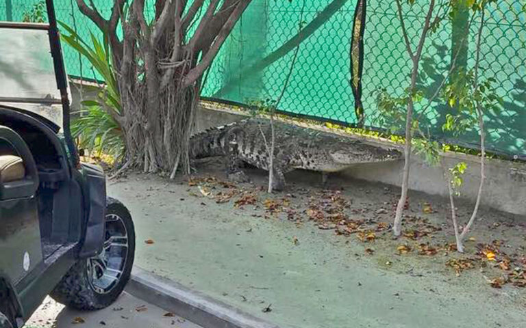 crocodile mahogany bay area