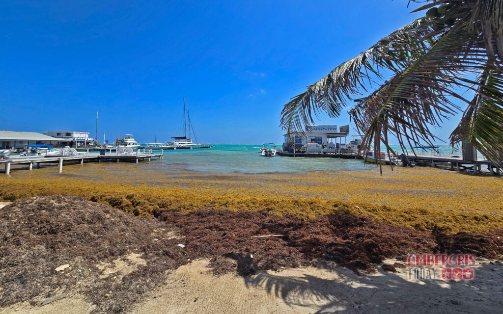 sargassum season starts early
