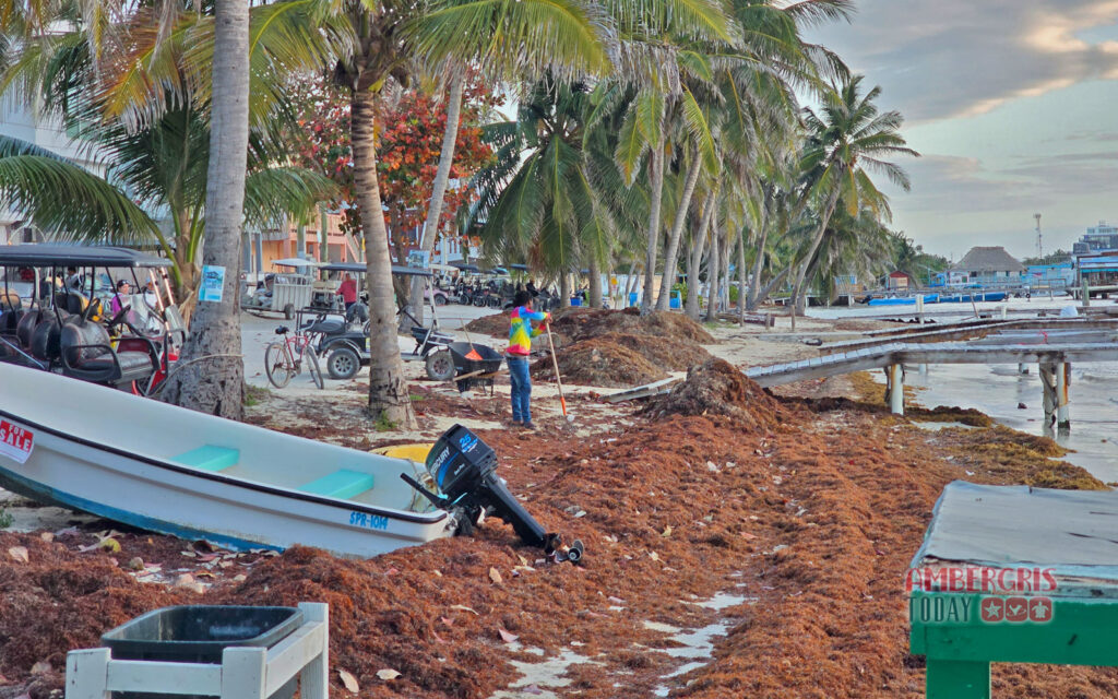 sargassum season starts early