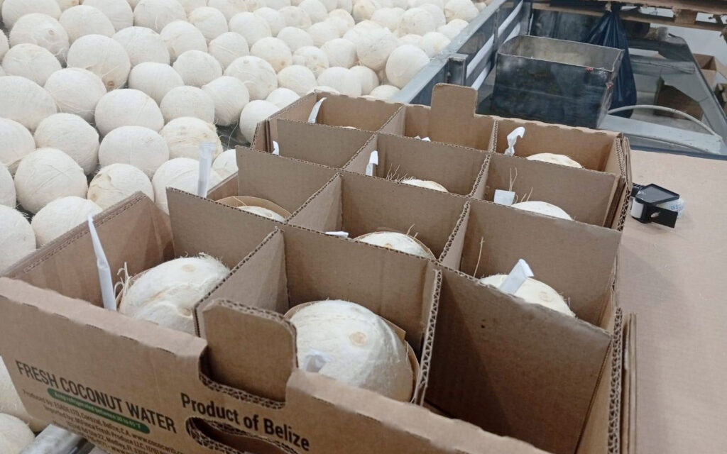 belize coconut industry
