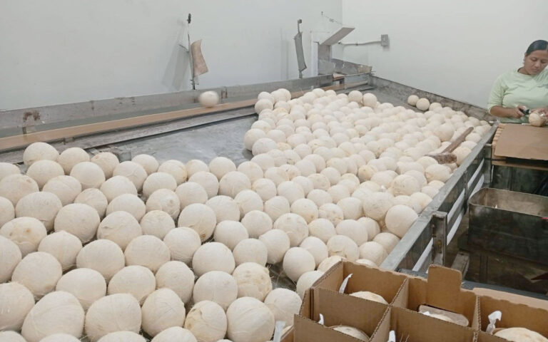 belize coconut industry