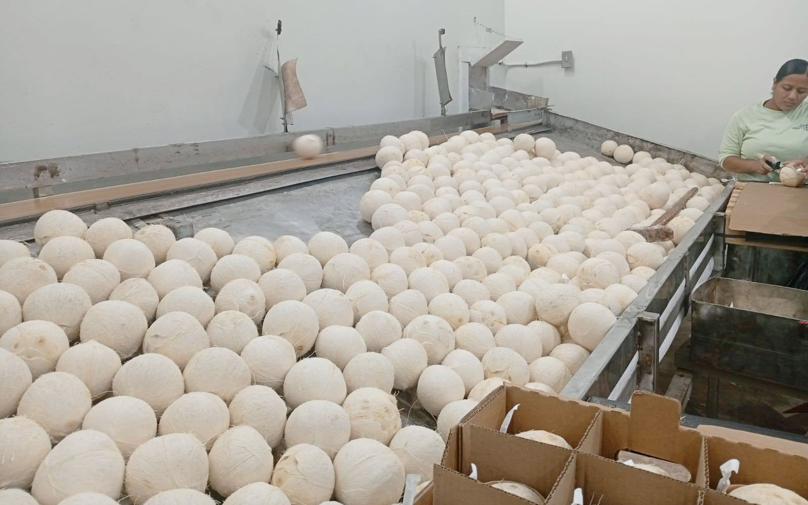 belize coconut industry