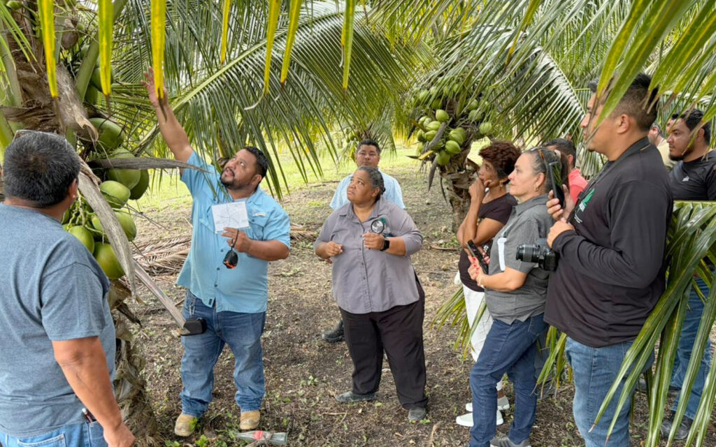 belize coconut industry