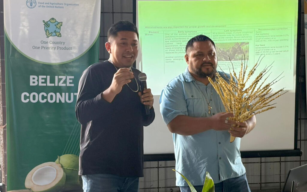 belize coconut industry