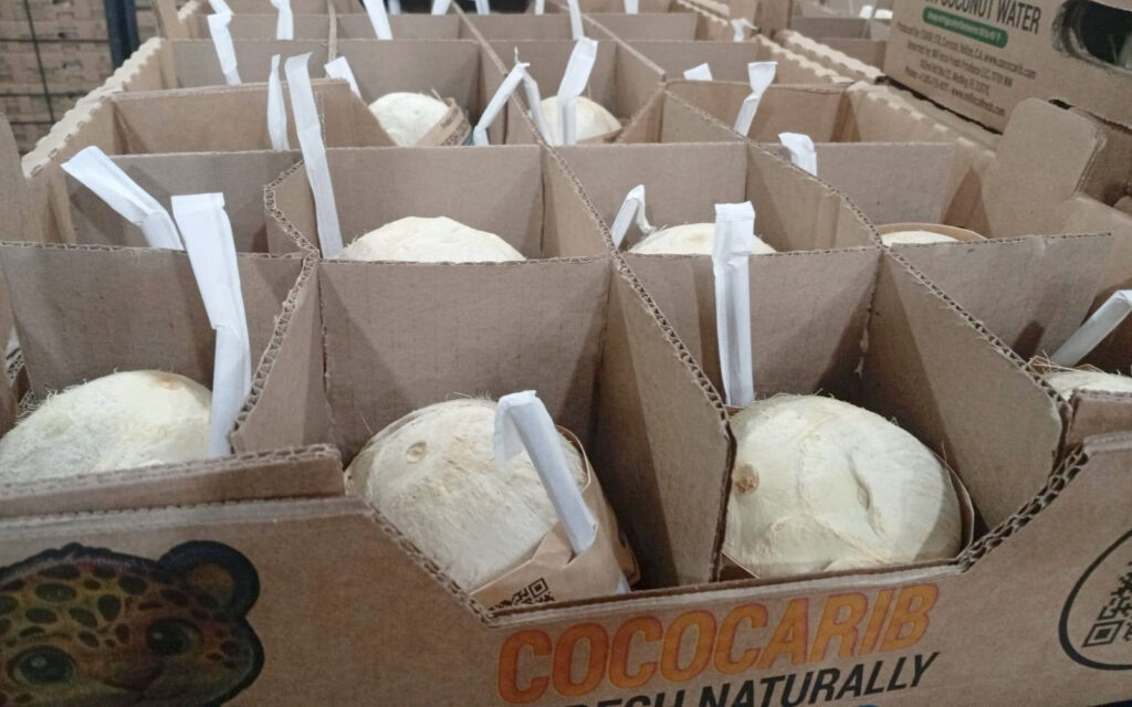 belize coconut industry