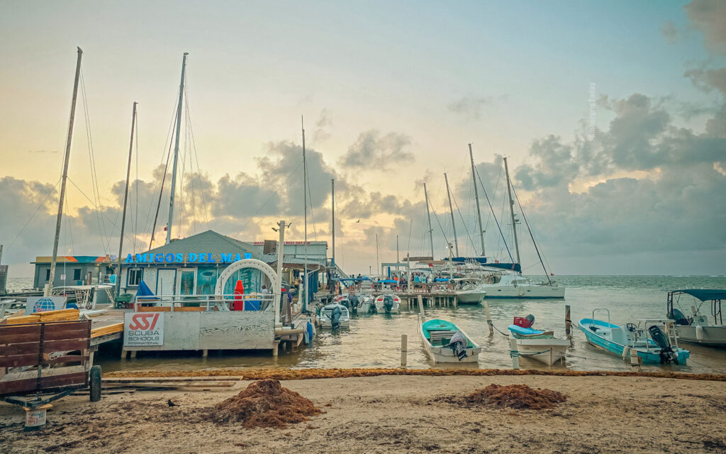 flashback friday amigos del mar