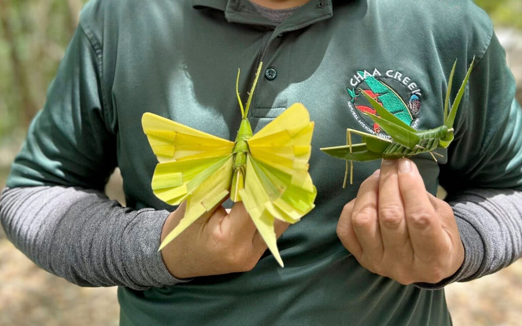 chaa creek weaved palm art
