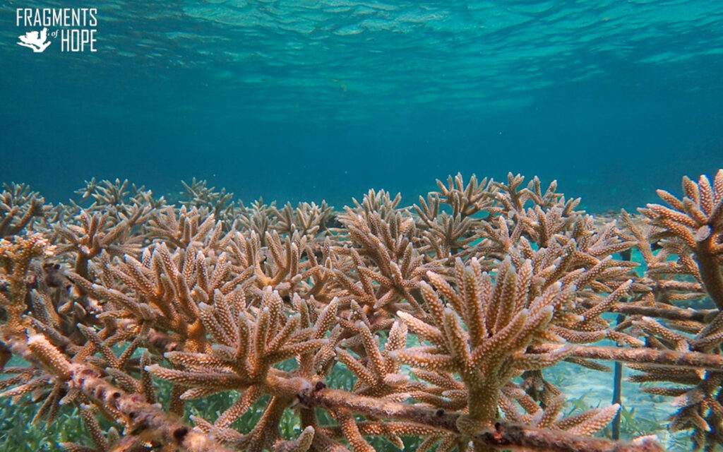 fragments of hope coral nursery hol chan
