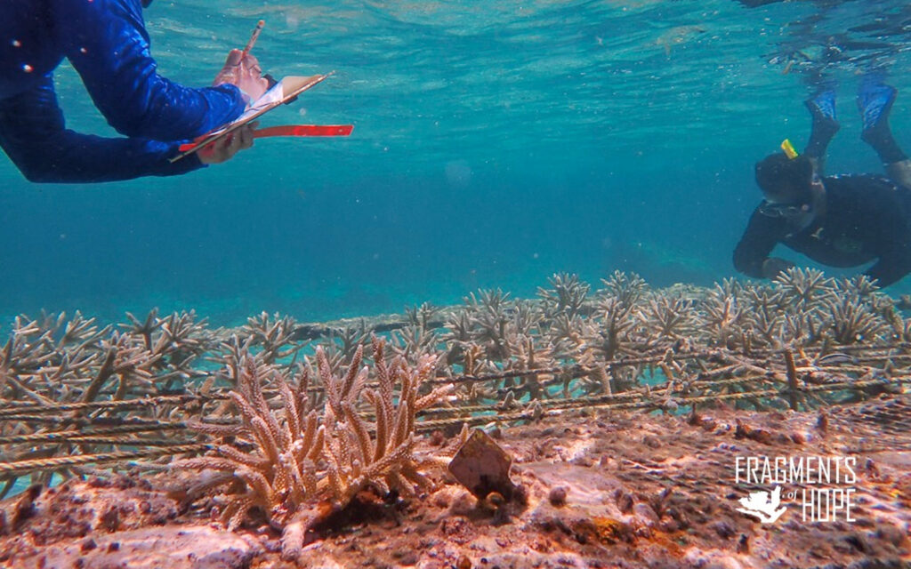 fragments of hope coral nursery hol chan