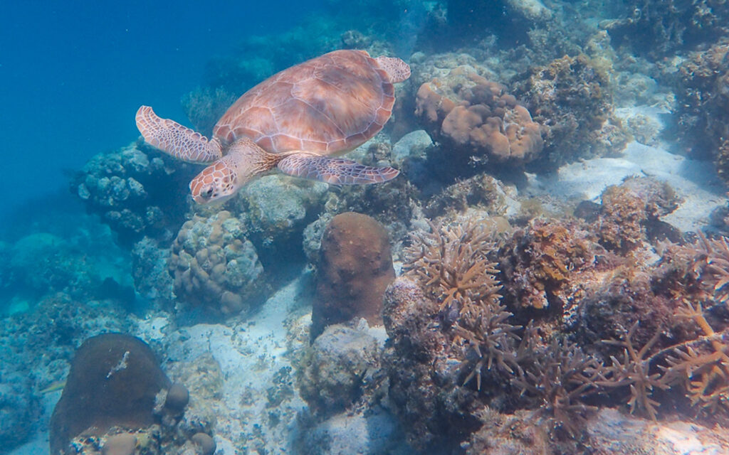 fragments of hope coral nursery hol chan