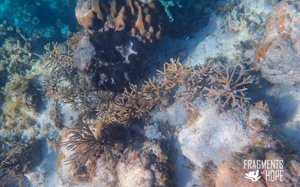 fragments of hope coral nursery hol chan barrier reef
