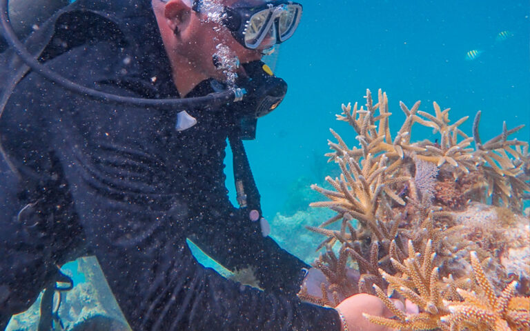 fragments of hope coral nursery hol chan barrier reef