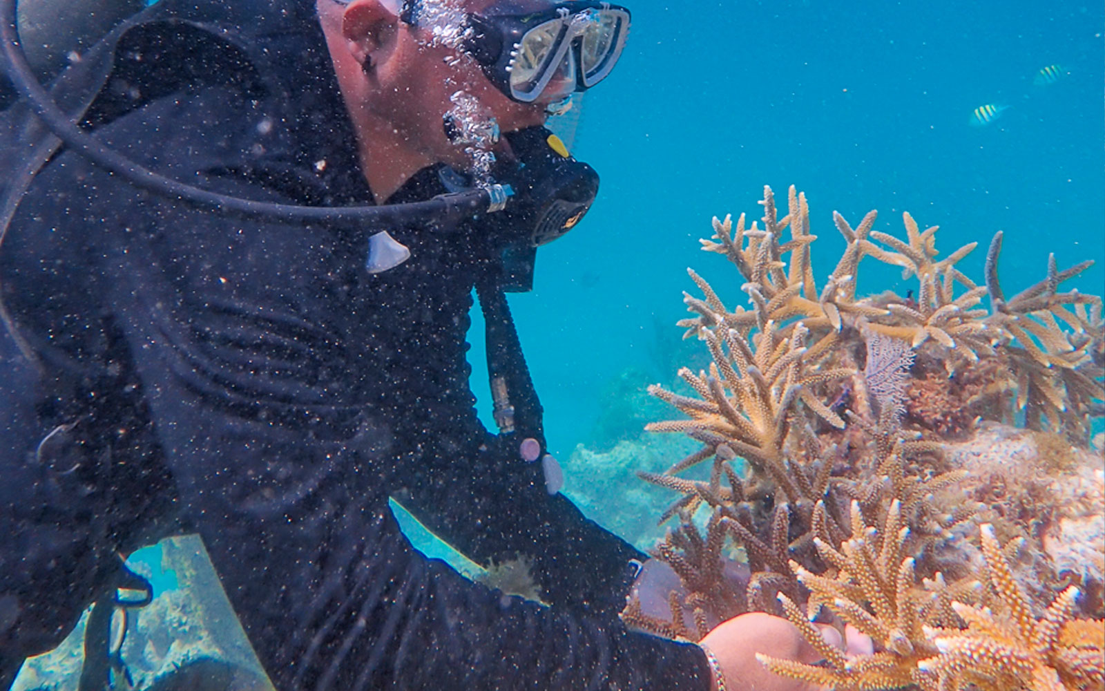 fragments of hope coral nursery hol chan barrier reef