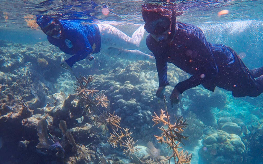 fragments of hope coral nursery hol chan barrier reef