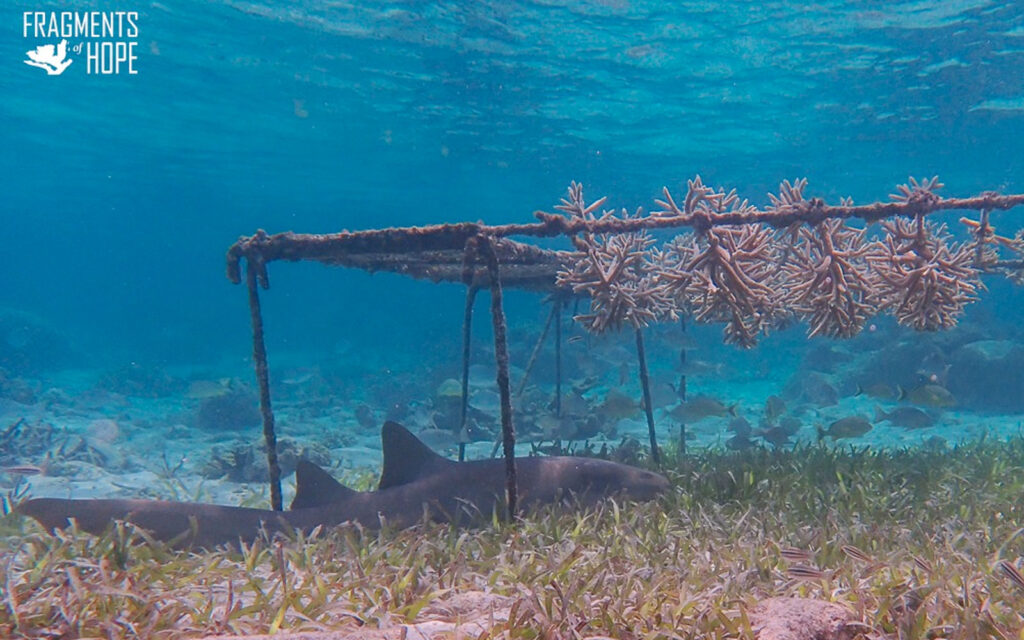 fragments of hope coral nursery hol chan barrier reef
