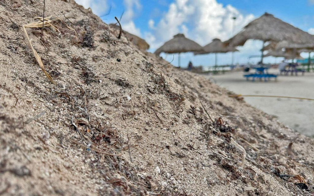 building beaches with sargassum