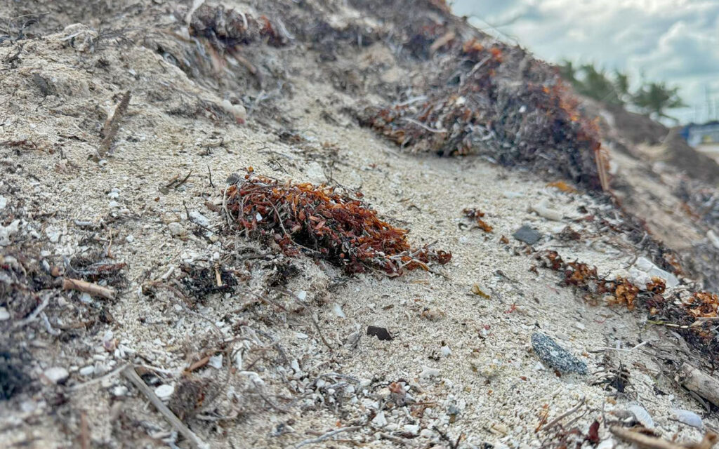 building beaches with sargassum