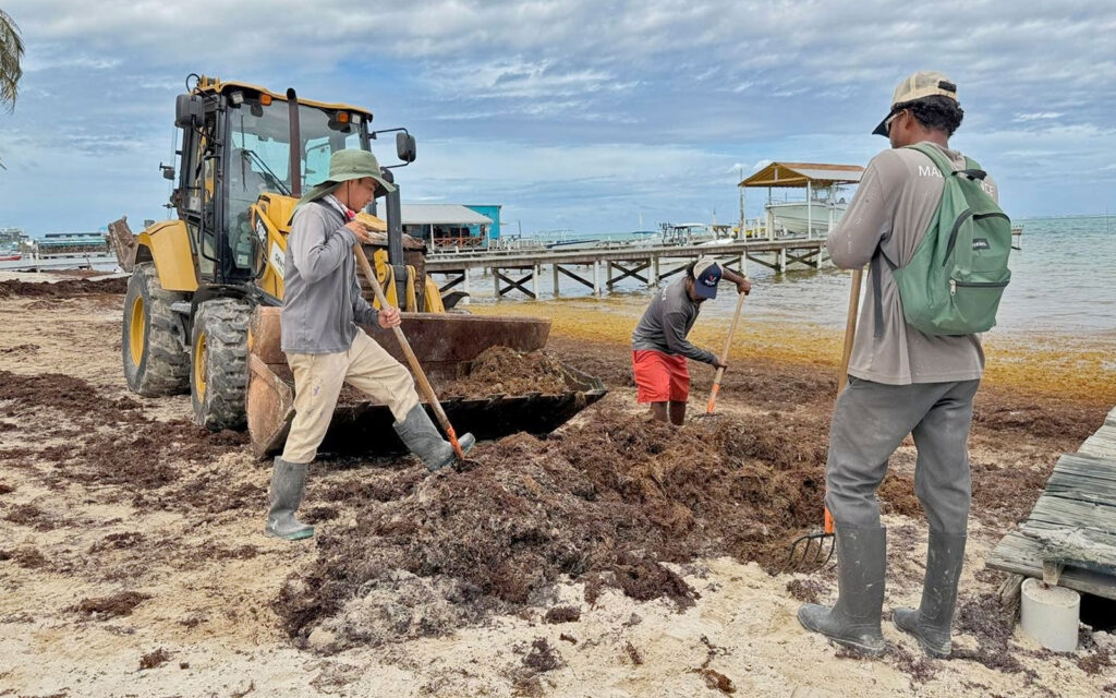 building beaches with sargassum