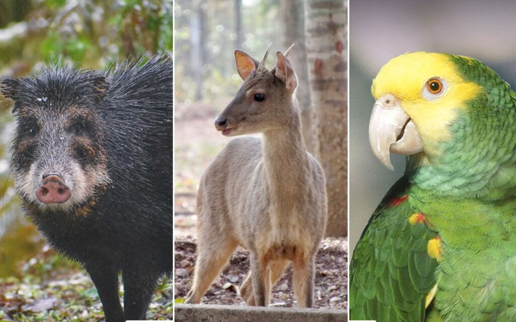 belize wildlife conservation