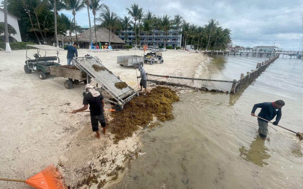 sargassum slayer victoria house
