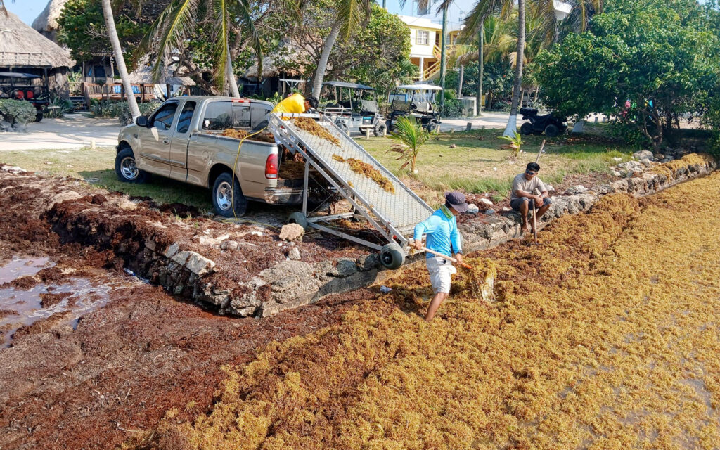 sargassum slayer victoria house