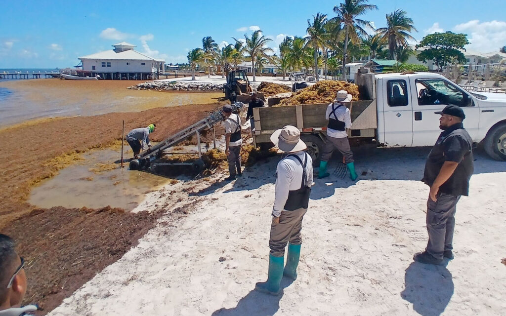 sargassum slayer victoria house