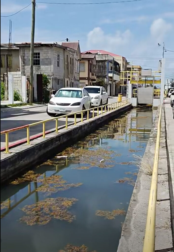 sargassum belize city
