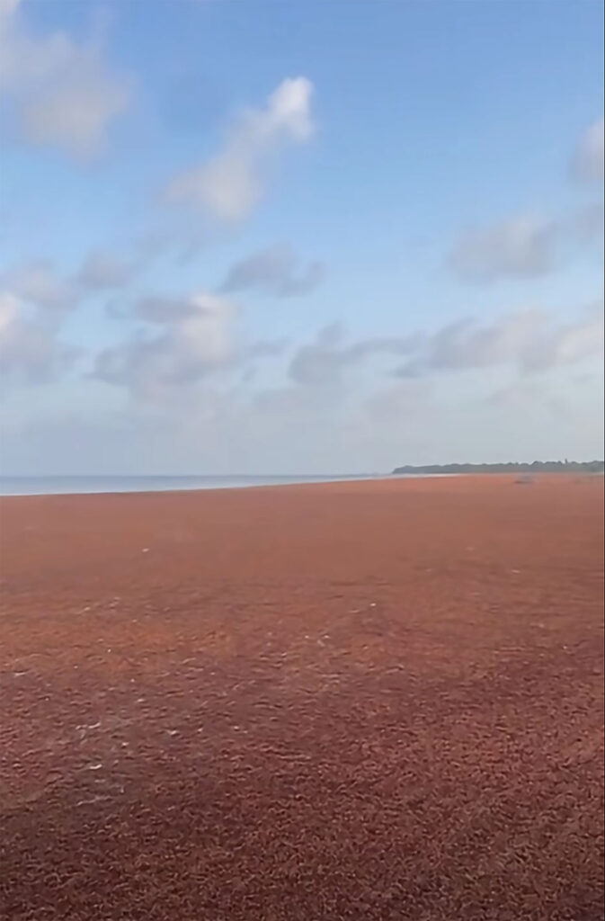 sargassum belize city