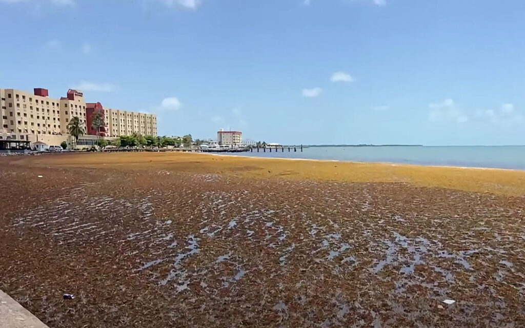 Sargassum Reaches Belize City for the First Time, Raising New Concerns Along the Coast 23 sargassum belize city
