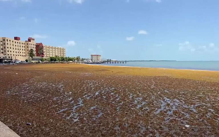 Home v1 9 sargassum belize city
