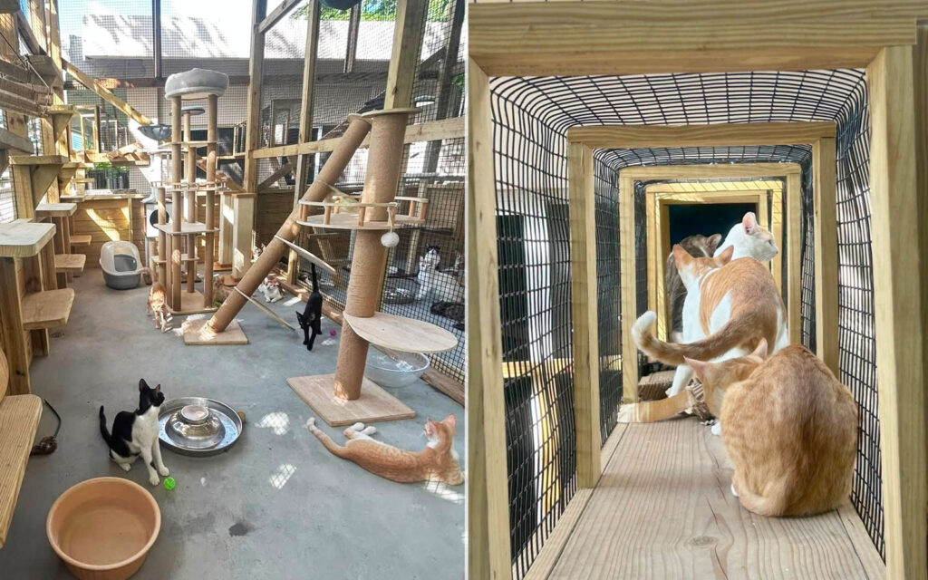 saga humane society cattery kennel donation