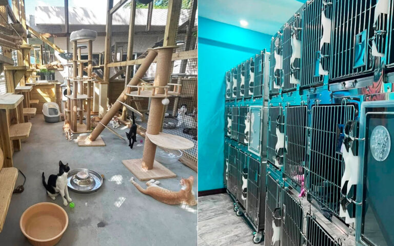saga humane society cattery kennel donation
