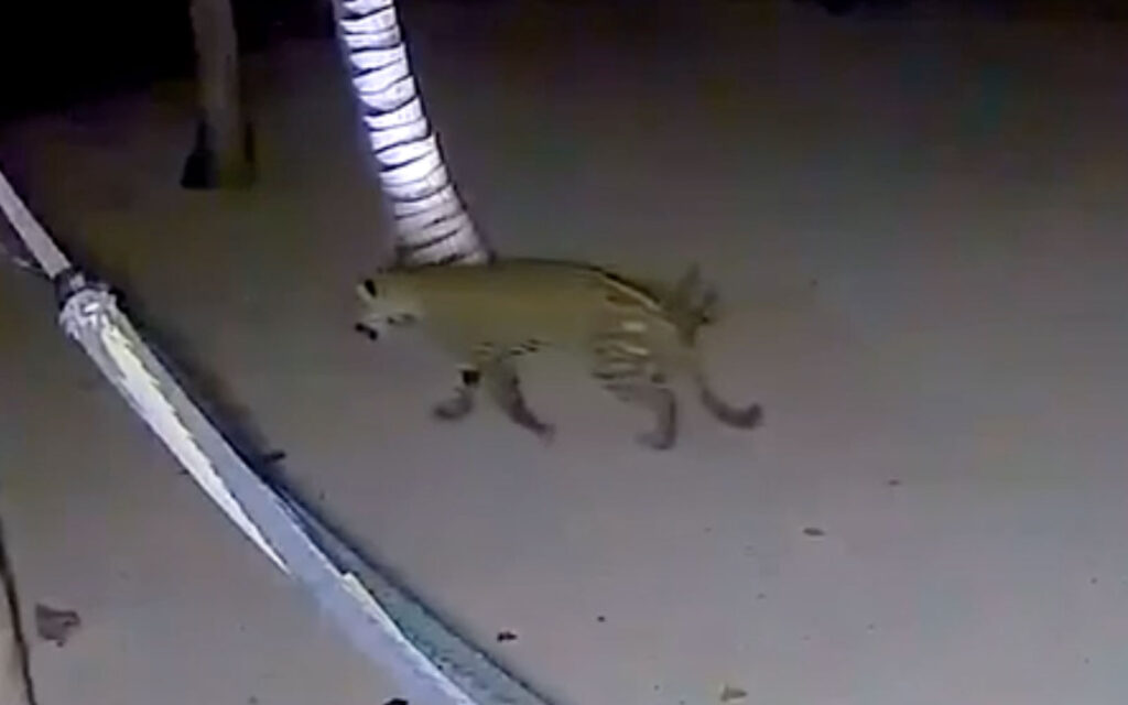 jaguar sighting south ambergris caye