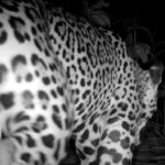 jaguar sighting south ambergris caye