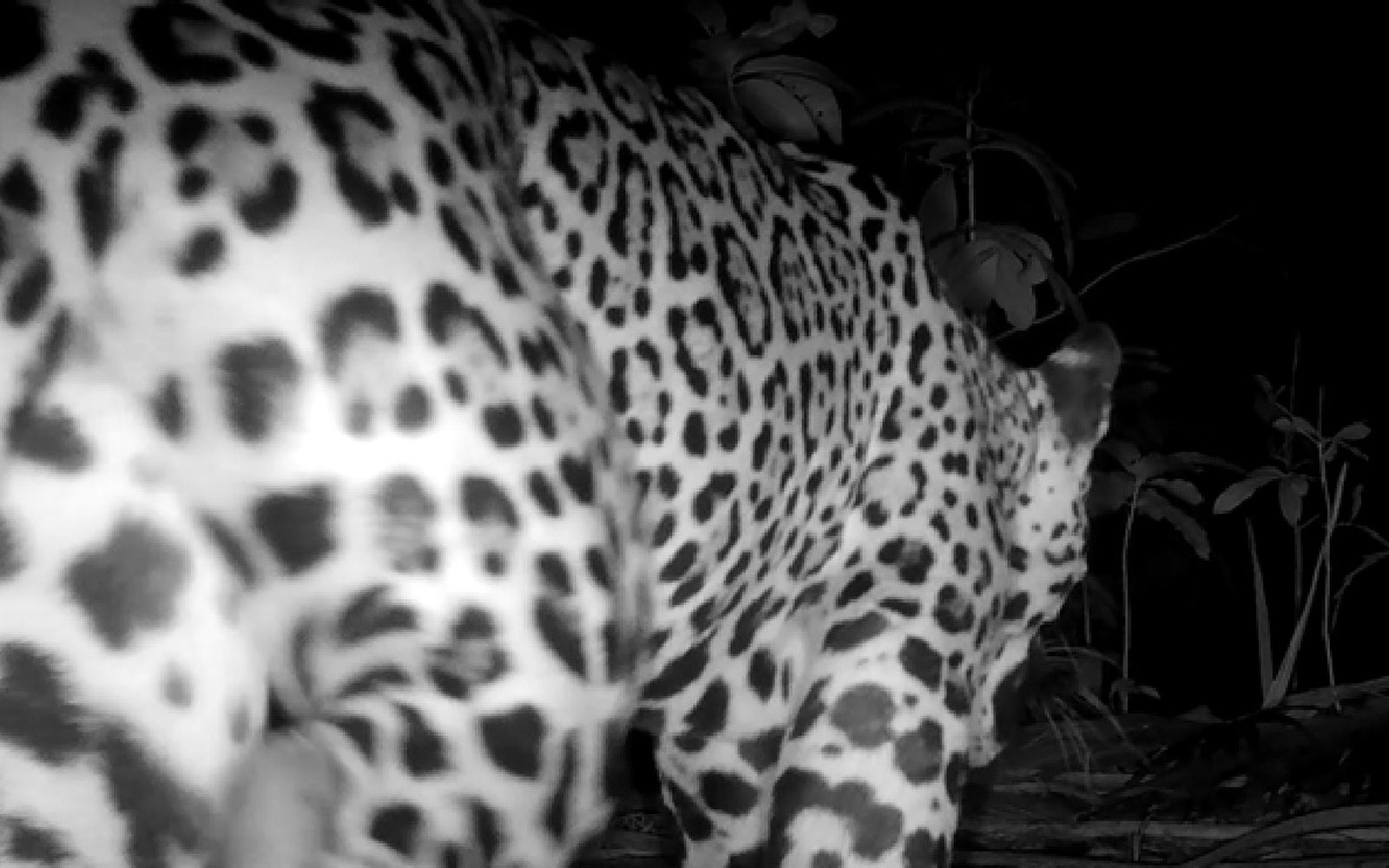 jaguar sighting south ambergris caye